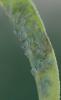 Hyalopterus pruni